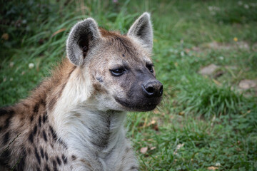 Hyena portrait with grass on background