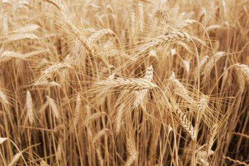 Ripe natural wheat field detail