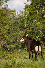 Sable antelope (Hippotragus niger). Mpumlanga. South Africa