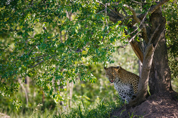 Leopard, (Panthera pardus). Mpumlanga. South Africa