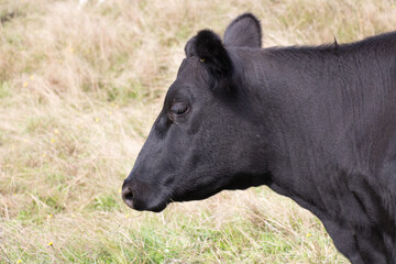 Close up of a black cow head with dry grass on background.