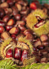 Ripe chestnuts close up. Fresh sweet chestnut. Castanea sativa top wiew. Food background. - Image