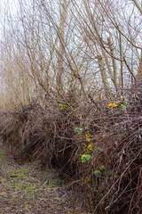 Row of trees with piles of pruning waste as a measure for biodiversity and shelter for insects, mice, hedgehogs and other smalle animals