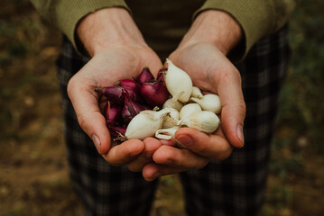 a handful of colored onions, white and purple, for planting in the vegetable garden in the hands of a male farmer 1