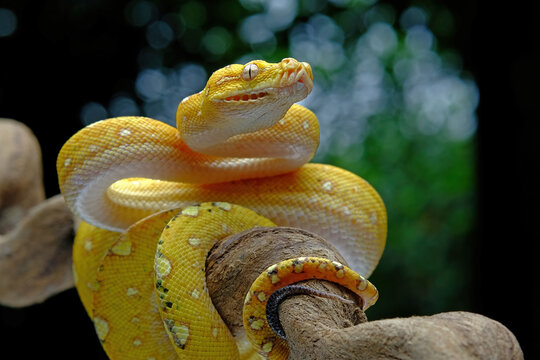 green tree python on a branch