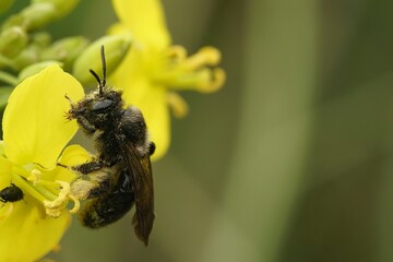 Natural closeup on a female of the rare Scarce Black Mining Bee, Andrena nigrospina, on yellow Brassica flower