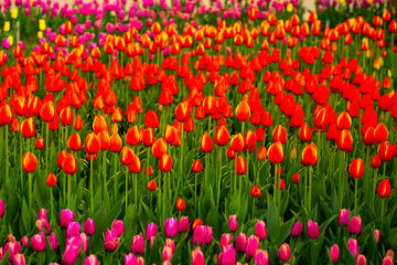 Blooming tulips. Spring floral background. Field of bright beautiful tulips close-up. Colorful tulips at the Holland Flower Festival. long banner
