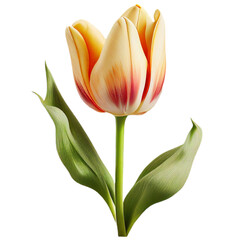 flowerm10 flower tulip flora blossom bloom petal nature garden floweret floret yellow transparent background cutout