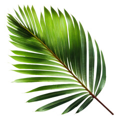 leaf04 coconut leaf leaf leaves plant nature foliage stalk green tree transparent background cutout