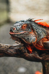 Wild gray orange iguana sitting on a tree branch in the wildlife. Vertical