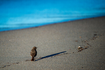 Oiseau sur la plage