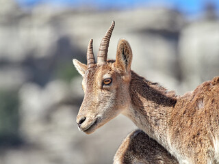 Southeastern Spanish Ibex. Capra pyrenaica