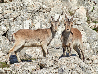 Southeastern Spanish Ibex. Capra pyrenaica