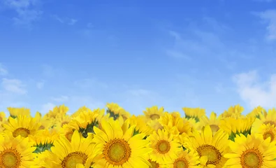 Schilderijen op glas Yellow sunflowers in a border arrangement over blue sky background. © Ortis