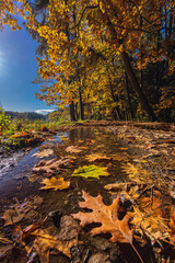 Typical autumn landscape in Trebonsko region near Trebon city in Southern Bohemia, Czech Republic