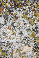 Aged wall of old building with multicolored moss, textured background, full frame. Colorful Moss on Concrete Wall. Detailed unusual backdrop, abstract design. Copy space. Selective focus.