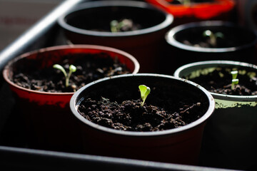 Plant seedlings in pots for transplanting, growing in home conditions.
