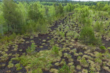 Peat bog near Soumarsky most (Soumarske raseliniste), Nation park Sumava, Czech Republic