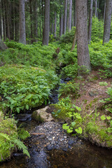 forest with stream in Jeseniky Mountains, Czech Republic