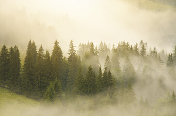 Carpathian mountain forest at early morning sunrise.