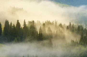 Peel and stick wall murals Forest in fog Carpathian mountain forest at early morning sunrise.