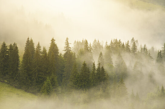 Carpathian mountain forest at early morning sunrise. © GIS