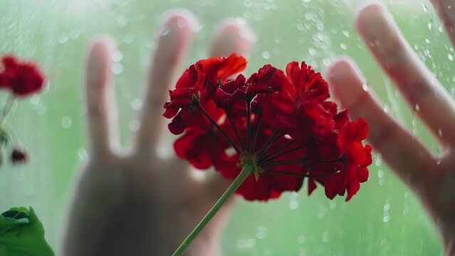 Hands reach for the red flower through the wet glass on the street. Close-up shooting