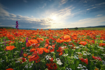 Plakat Sunset over field with red poppies.