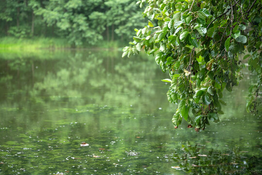 alder tree branch with green leaves bent over the calm water surface of lake - Powered by Adobe