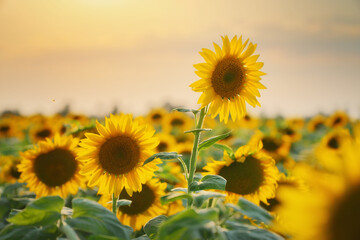 Field of blooming sunflowers on the sunset