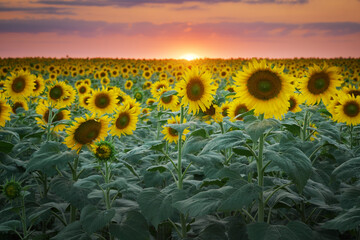 Field of blooming sunflowers on the sunset