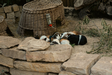 Group of guinea pigs at zoo