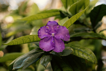 Brunfelsia pauciflora closeup