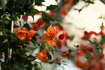 Bougainville flowers blooming