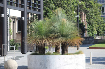 Three Grass Trees planted at Sydney University. Xanthorrhoea australis