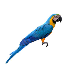 blue and yellow macaw © Tariqule
