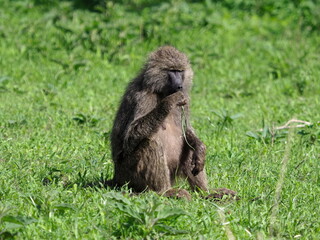 Olive Baboon with young