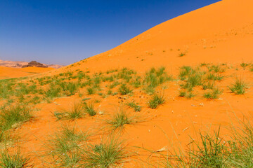 Spring on Shara desert. Green grass on dune. Tin Merzouga, Tadrart mountain, Tassili n'Ajjer...