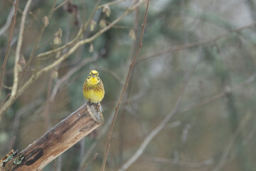 Goldammer (Emberiza citrinella)