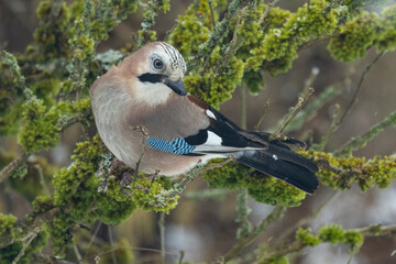 Eichelhäher (Garrulus glandarius)