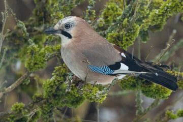 Eichelhäher (Garrulus glandarius)