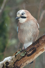 Eichelhäher (Garrulus glandarius)