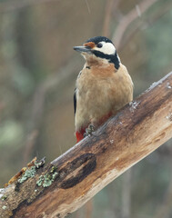 Buntspecht (Dendrocopos major)