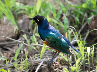 Superb starling in Tanzania