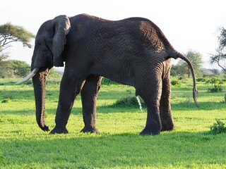 Herd of elephants in Tanzania