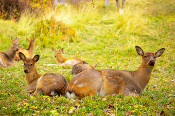 Naklejka na ściany i meble Beautiful sika deer in the autumn forest against the background of colorful foliage of trees. Fairy forest autumn landscape with wild animals.