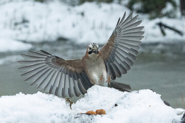 Eichelhäher (Garrulus glandarius)