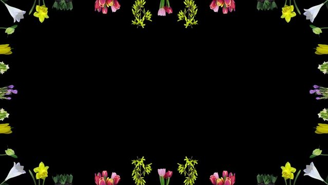 Frame of growing and opening various Easter time flowers in RGB + ALPHA matte format isolated on black background
