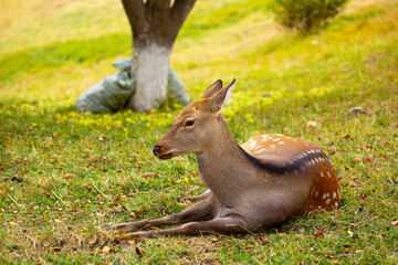 Beautiful sika deer in the autumn forest against the background of colorful foliage of trees. Fairy forest autumn landscape with wild animals.