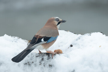Eichelhäher (Garrulus glandarius)